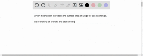 lungs-increase-their-surface-area-for-gas-exchange-through-which-of-the-following-mechanisms-a-the-f