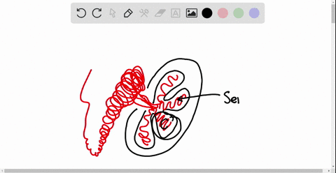 use-the-diagram-below-to-answer-questions-image-cannot-copy-what-occurs-in-the-structure-labeled-c-i