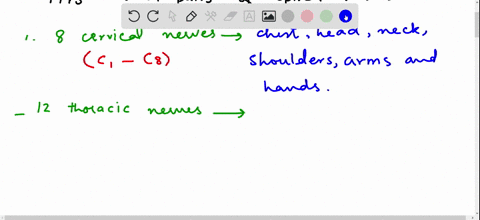 what-types-of-nerves-make-up-the-pns-how-many-of-each-type-are-there-and-what-areas-of-the-body-do-2