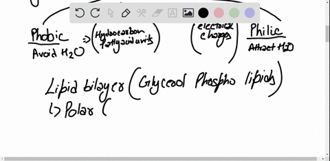 in-general-terms-describe-the-structure-of-the-membrane-of-an-animal-cell-what-kinds-of-molecules--2