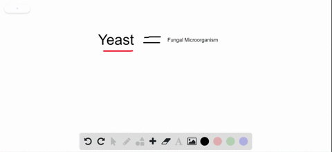 which-of-the-following-is-a-type-of-fungal-microorganism-a-bacterium-b-protozoan-c-alga-d-yeast