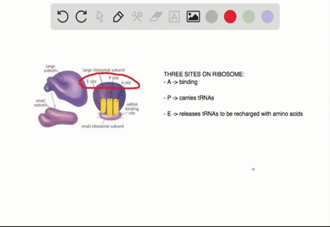 in-translation-the-site-through-which-trna-molecules-leave-a-ribosome-is-called-the-_______-a-a-site