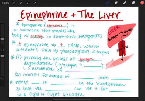 epinephrine-mediates-the-fight-or-fight-response-of-the-body-one-of-the-effects-is-to-increase-the-a