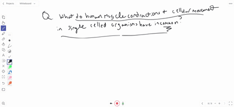 what-does-human-muscle-contraction-have-in-common-with-cellular-movement-in-single-cell-organisms-2