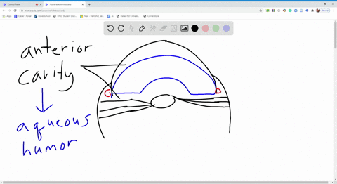 Solved Damage To The Medial Recti Muscles Would Probably Affect A Acmodation B Refraction C Convergence D