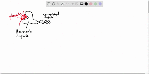 arrange-the-following-structures-into-an-accurate-sequence-through-which-glomerular-filtrate-passe-2