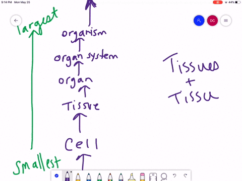 the-level-of-organization-that-includes-two-or-more-tissues-that-work-together-is-an-a-organ-b-tissu