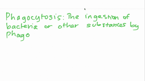 phagocytosis-illustrates-which-phenomenon-a-receptor-mediated-endocytosis-b-bulk-endocytosis-c-exocy