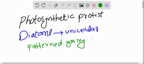 photosynthetic-protists-with-shells-composed-of-two-halves-that-fit-together-like-a-petri-dish-are-4