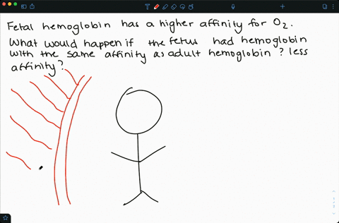 a-human-fetus-produces-hemoglobin-with-a-higher-affinity-for-mathrmo_2-than-adult-hemoglobin-as-fe-2