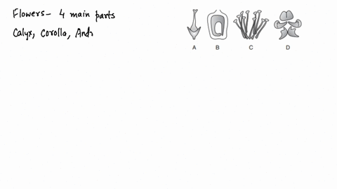 identify-the-mathrma-to-mathrmd-in-this-figurea-a-petals-b-carpel-c-basal-d-androecium-b-a-androeciu