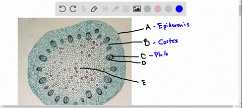 questions-29-32-the-main-function-of-mathrme-is-a-transport-b-photosynthesis-c-storage-d-protection-