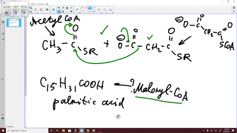 palmitic-acid-hexadecanoic-acid-is-a-saturated-16-carbon-fatty-acid-how-many-moles-of-malonyl-coa-ar