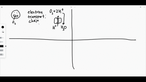 at-what-point-does-mathrmo_2-enter-the-energy-pathways-of-aerobic-respiration-what-is-the-role-of-ma