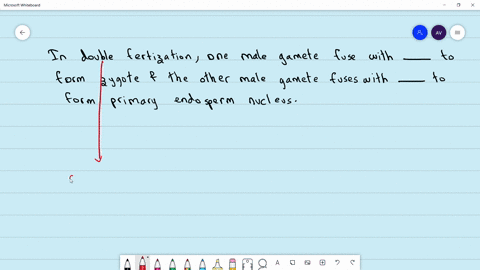 in-double-fertilization-one-male-gamete-fuses-wit-i-to-form-zygote-and-the-other-male-gamete-fuses-w