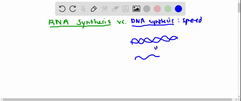 why-is-it-advantageous-for-dna-synthesis-to-be-more-rapid-than-rna-synthesis