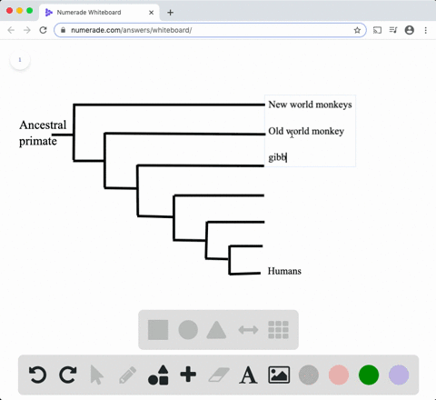 in-the-primate-phylogenetic-tree-below-fill-in-groups-a-e-of-the-groups-which-are-anthropoids-and--2