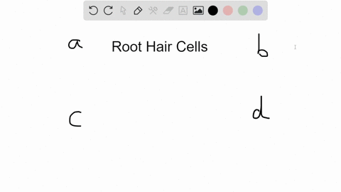 root-hairs-form-in-the-zones-of-a-cell-division-b-elongation-c-maturation-d-cell-division-elongation