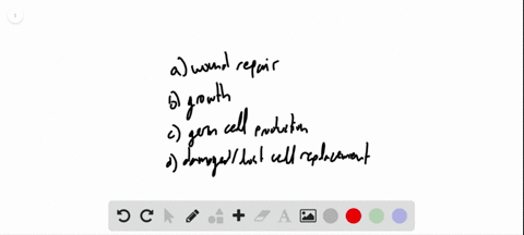 which-of-the-following-is-not-a-function-of-mitosis-in-humans-a-repair-of-wounds-b-growth-c-produc-3