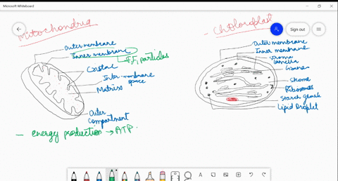 name-two-cell-organelles-that-are-double-membrane-bound-what-are-the-characteristics-of-these-two-or