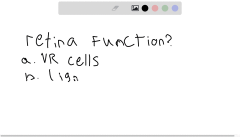 what-function-does-the-retina-serve-a-the-retina-contains-the-visual-receptor-cells-b-the-retina-foc
