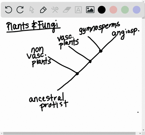 in-the-plant-kingdom-all-the-different-species-are-descended-from-a-single-common-ancestor-in-terms-