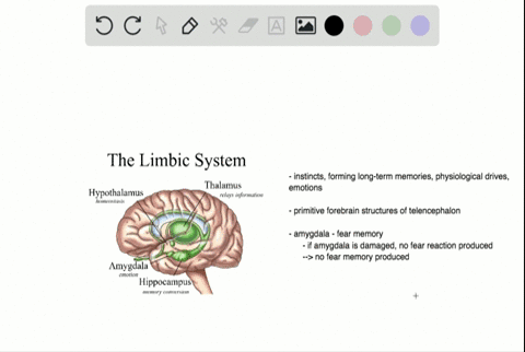 which-statement-about-the-limbic-system-is-not-true-a-damage-to-one-structure-in-the-limbic-system-2
