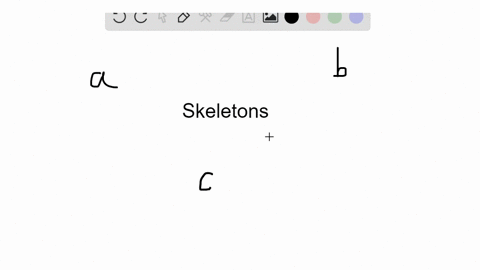 which-type-of-skeleton-is-found-in-humans-a-endoskeleton-b-exoskeleton-c-hydrostatic-skeleton