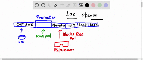 a-mutation-that-inactivates-the-repressor-gene-of-the-lac-operon-results-in-a-the-continuous-trans-5