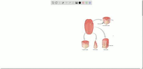which-of-the-following-has-the-fewest-taste-receptors-a-fungiform-papillae-b-circumvallate-papillae-