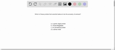 which-of-these-protists-is-hypothesized-to-be-ancestral-to-animals-a-a-green-algal-protist-c-an-amoe