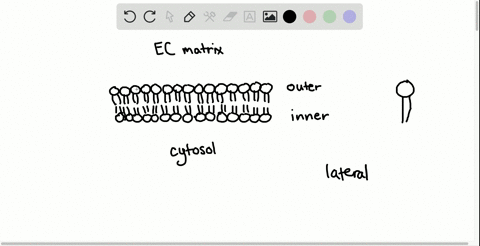 which-statements-are-true-explain-why-or-why-not-although-lipid-molecules-are-free-to-diffuse-in-the