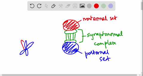 you-would-expect-to-find-a-synaptonemal-complex-in-a-cell-at-a-mitotic-prophase-b-meiotic-prophase-5