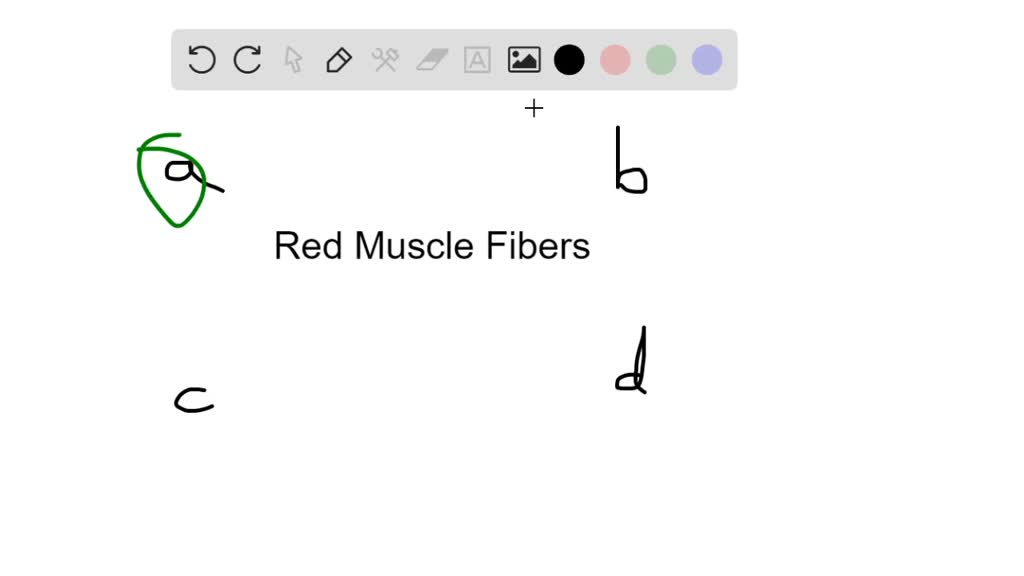 solved-a-red-muscle-fiber-a-contains-myoglobin-b-produces-atp