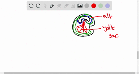 which-of-the-following-consists-of-both-fetal-and-maternal-tissues-a-umbilical-cord-b-placenta-c-a-4