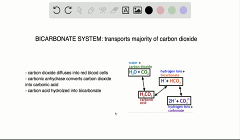 the-majority-of-carbon-dioxide-in-the-blood-is-transported-by-__________________-a-binding-to-hemogl