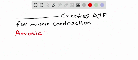 atp-for-muscle-contraction-can-be-formed-by-_____________-a-aerobic-respiration-b-lactate-fermentati