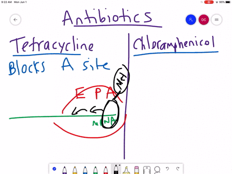 figure-1516-many-antibiotics-inhibit-bacterial-protein-synthesis-for-example-tetracycline-blocks-the