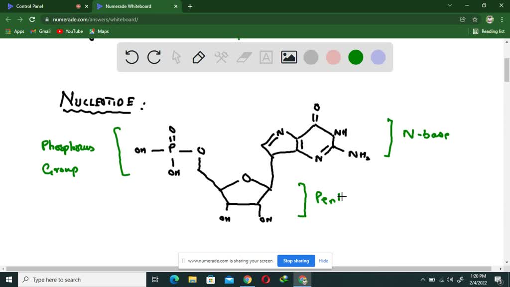 SOLVEDSketch the basic structures of amino acids, nucleotides