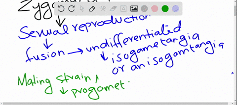 describe-the-difference-between-sexual-and-asexual-reproduction-in-zygomycetes-why-might-asexual-rep