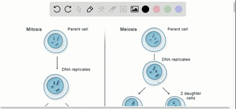 meiosis-______________-the-parental-chromosome-number-a-doubles-b-halves-c-maintains-d-mixes-up