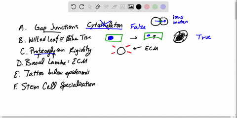 which-of-the-following-statements-are-correct-explain-your-answers-a-gap-junctions-connect-the-cyt-3