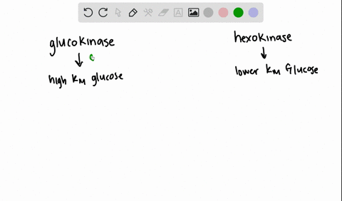 what-is-the-metabolic-advantage-of-having-both-hexokinase-and-glucokinase-to-phosphorylate-glucose-2