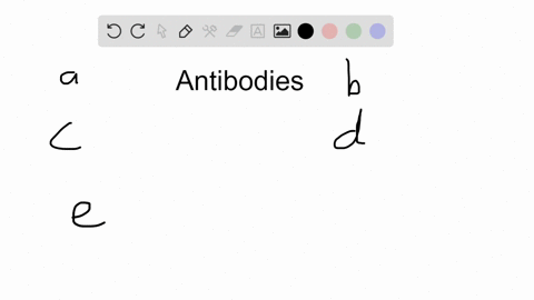 antibodies-a-are-each-composed-of-four-heavy-and-four-light-chains-b-display-a-variable-end-which--2