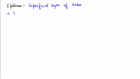 the-cell-layer-located-at-the-periphery-in-the-cross-section-of-the-root-is-called-a-endodermis-b-ep