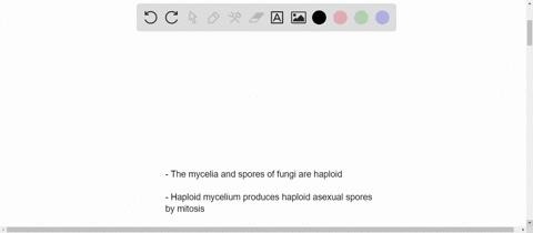 describe-asexual-reproduction-in-fungi