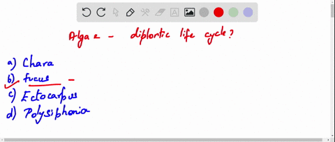 which-alga-shows-diplontic-life-cycle-a-chara-b-fucus-c-ectocarpus-d-polysiphonia