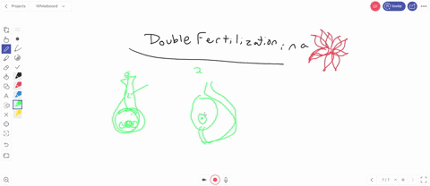 double-fertilization-in-a-flower-means-a-six-sperm-fertilize-two-groups-of-three-eggs-each-b-one-spe
