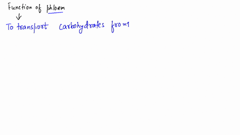 what-is-the-function-of-phloem-how-do-the-two-types-of-conducting-cells-in-phloem-differ