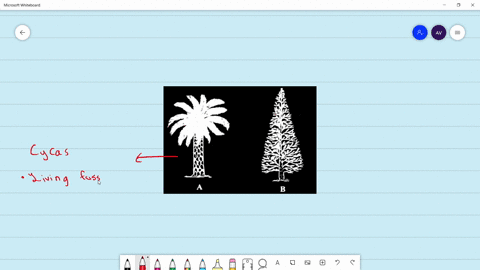 identify-the-gymnosperms-shown-in-figure-and-select-the-correct-option-a-a-cycas-b-pinus-c-ginkgo-d-